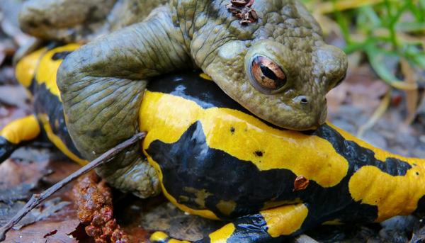 In der Natur keine Freunde: Feuersalamander und Kröte kämpfen miteinander